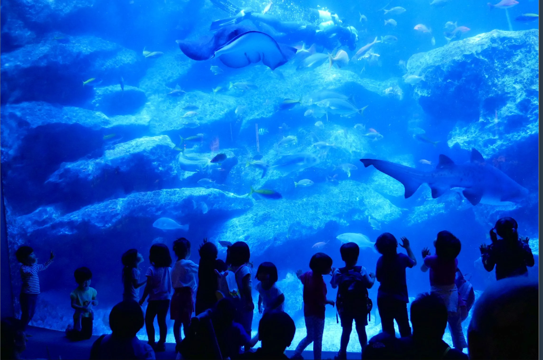 Tokyo Skytree Town Special Package (Tokyo Skytree Observatory & Planetarium TENKU Viewing & Sumida Aquarium Admission Ti