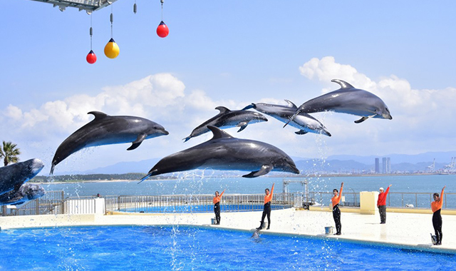 Fukuoka Marine World Uminonakamichi Admission Ticket