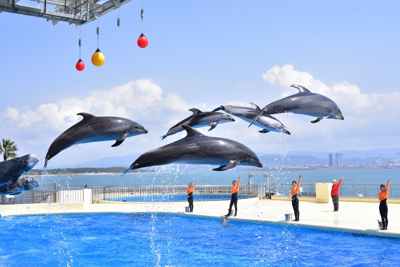 Fukuoka Marine World Uminonakamichi Admission Ticket