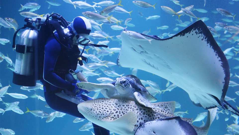 [특가] 대구 신세계 아쿠아리움 입장권