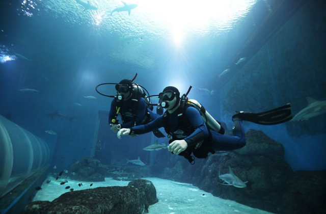 Singapore Adventure Cove Waterpark + Ultimate Marine Experiences (Ray Bay Encounter / PADI Scuba Diving)