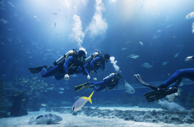 어드벤처 코브 워터파크 티켓 & 최고의 마린 익스피리언스 (가오리 체험 / PADI 스쿠버 다이빙)