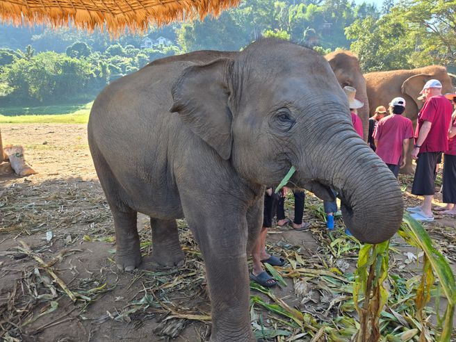 치앙마이 코끼리 생츄어리 투어 - 코끼리는 내 친구