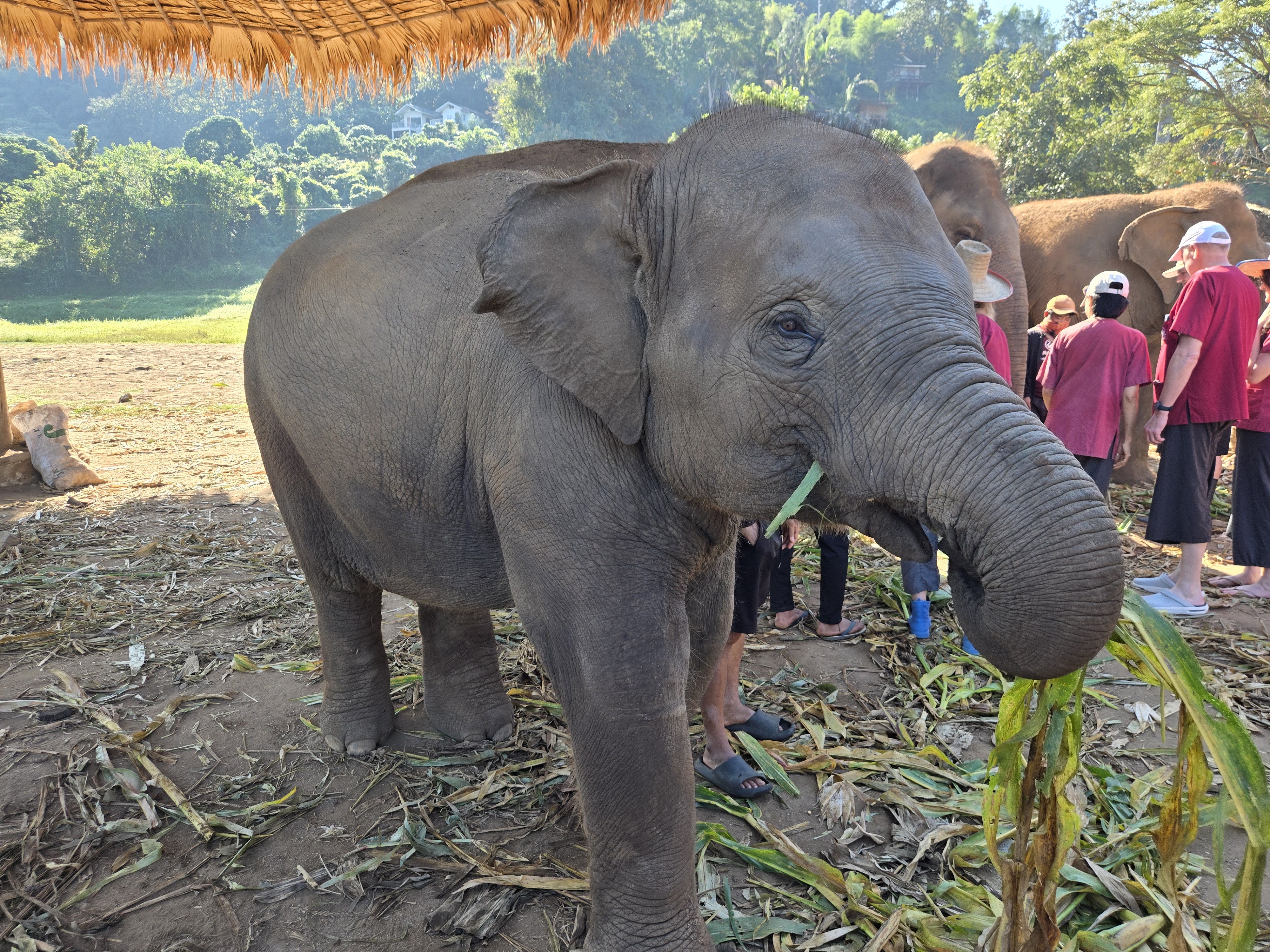 치앙마이 코끼리 생츄어리 투어 - 코끼리는 내 친구