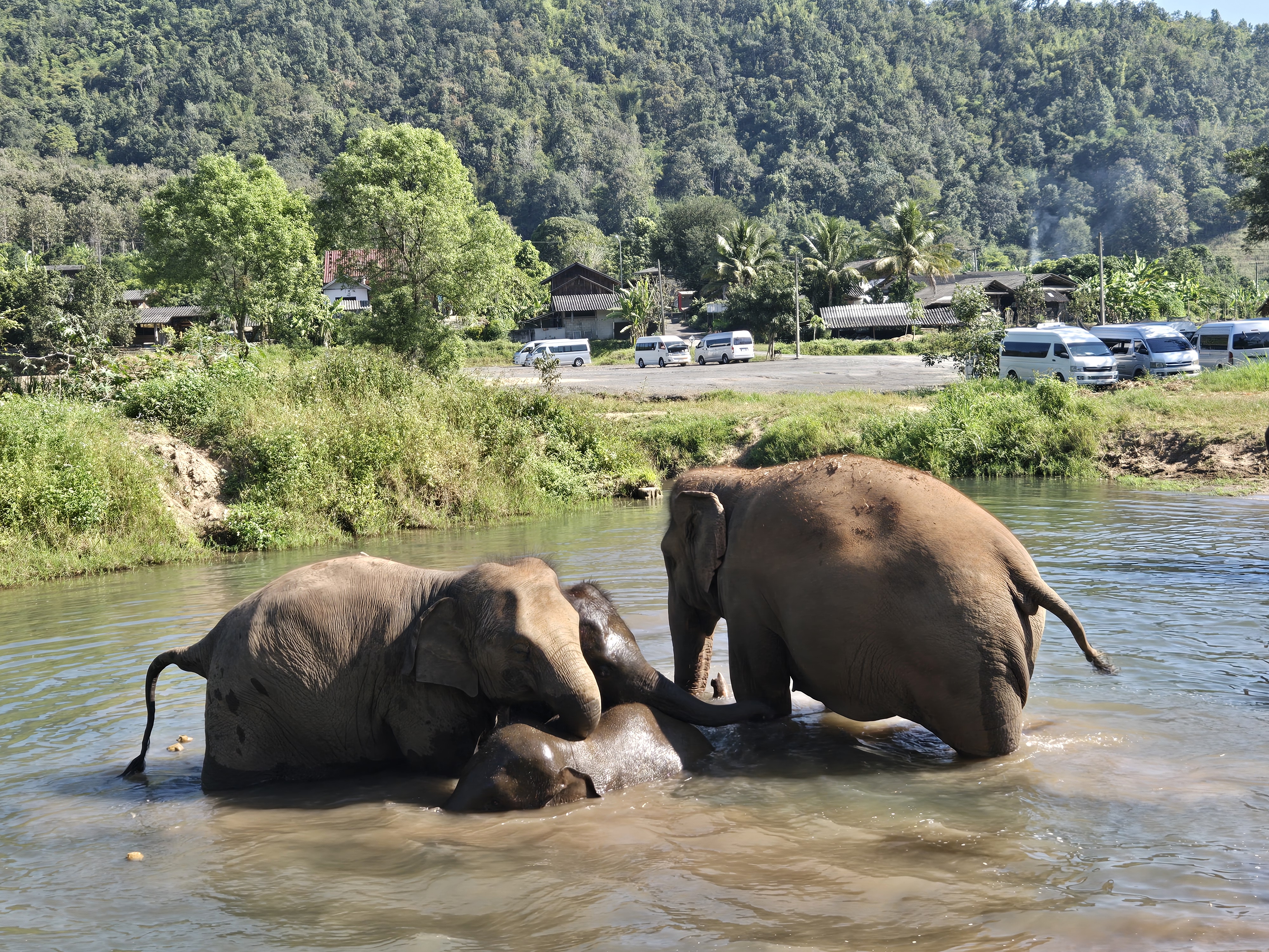 Chiang Mai Elephant Sanctuary Tour – Elephants Are My Friends