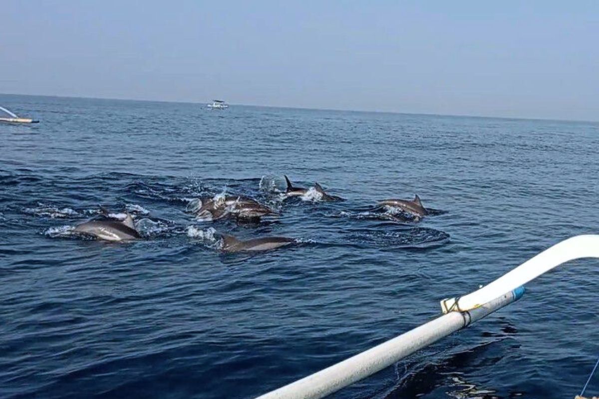 발리 로비나 돌핀 워칭 & 수영