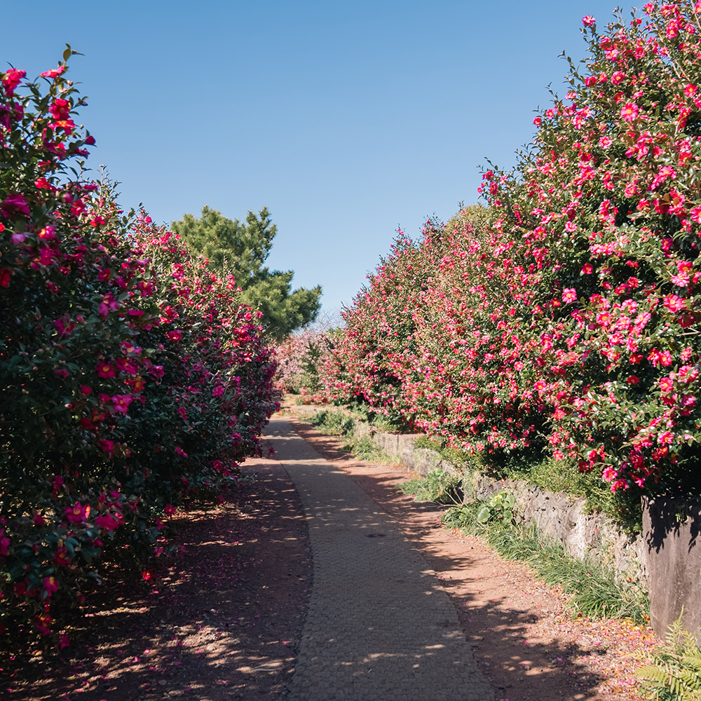제주 카멜리아힐 입장권 + 3종 혜택
