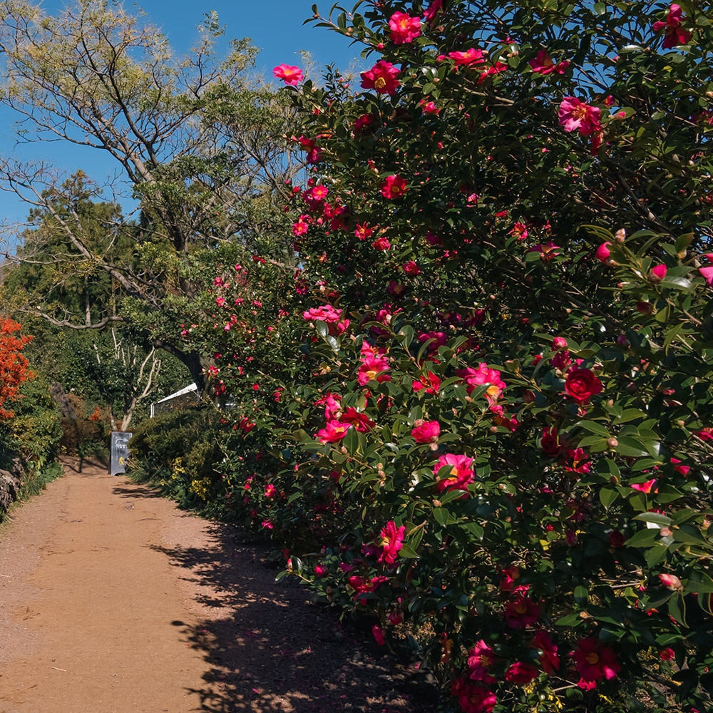 제주 카멜리아힐 입장권 + 3종 혜택
