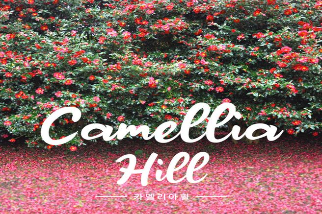 제주 카멜리아힐 입장권 + 3종 혜택