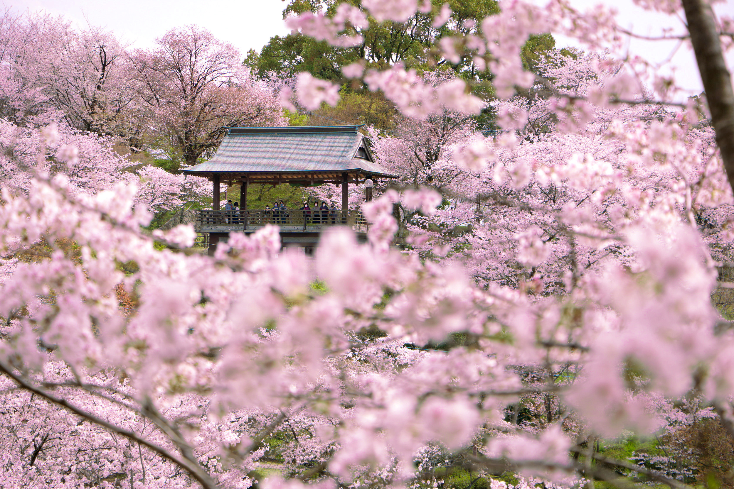 후쿠오카 출발: 구마모토 벚꽃 명소 1일 버스 투어
