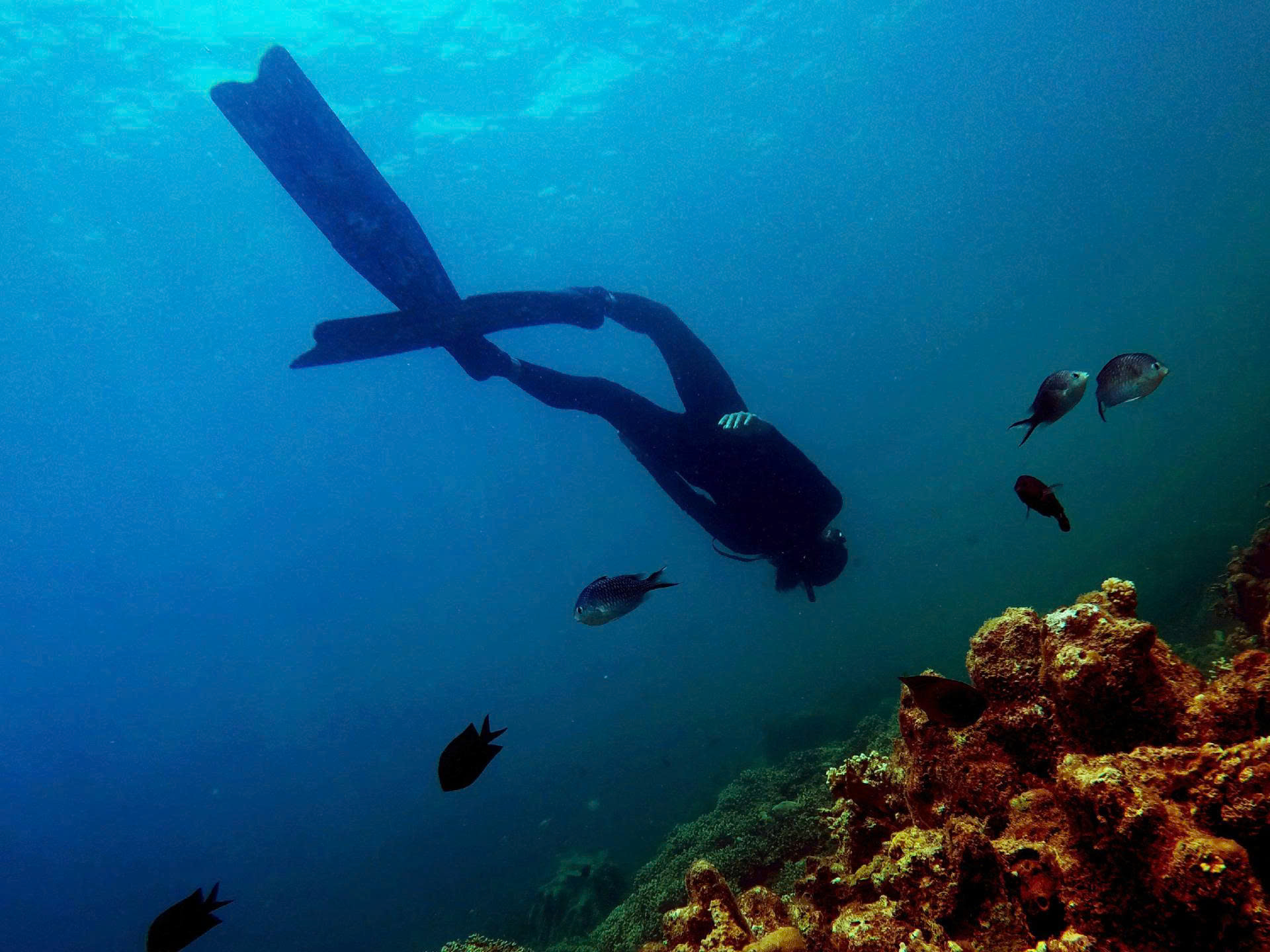 푸꾸옥 북부 스쿠버 다이빙 & 스노클링 투어