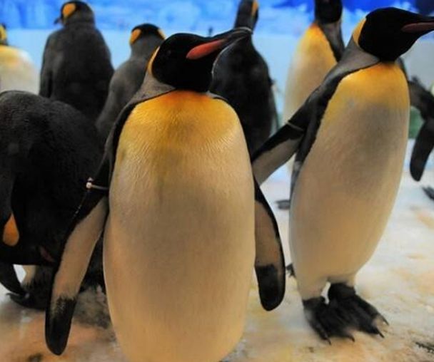 activity_detail_image