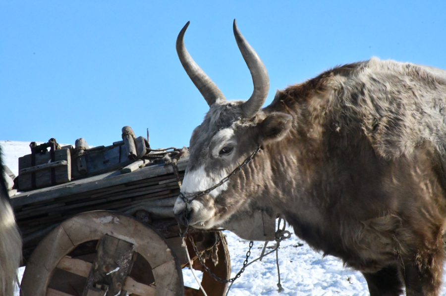 [모코투어] [2박3일] 몽골 중부코스 미니사막 + 테를지 노마딕 투어