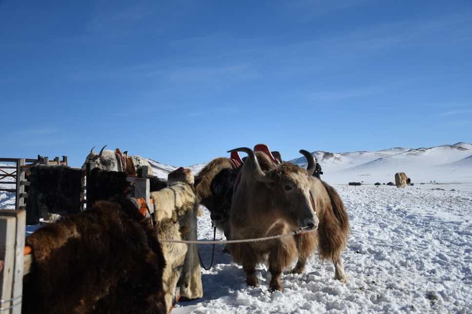[모코투어] [3박4일] 몽골 중부코스 오기호수 + 미니사막 + 테를지 노마딕 투어