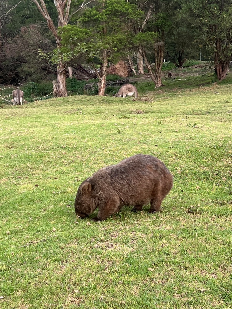 [아워스토리] 시드니 남부 레인포레스트·폭포·웜뱃 올데이 프라이빗 자연 투어