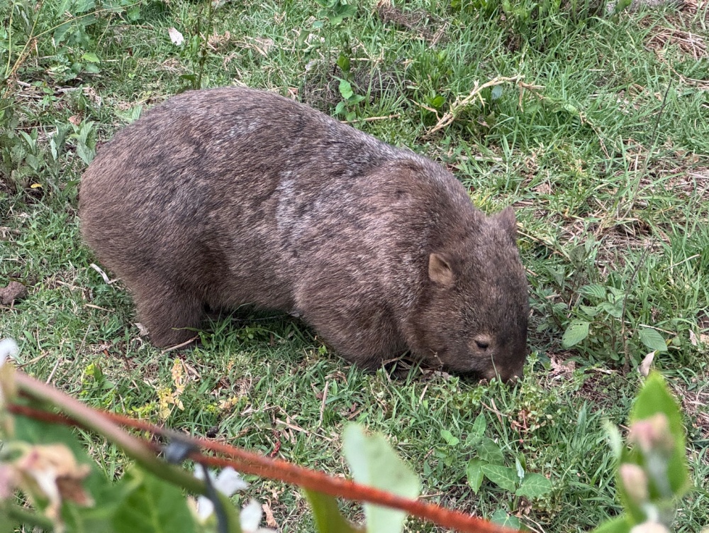 [아워스토리] 시드니 남부 레인포레스트·폭포·웜뱃 올데이 프라이빗 자연 투어