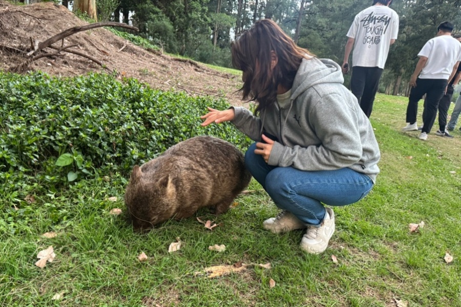 [아워스토리] 시드니 남부 레인포레스트·폭포·웜뱃 올데이 프라이빗 자연 투어