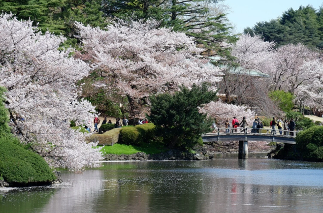Shinjuku Gyoen National Garden Ticket