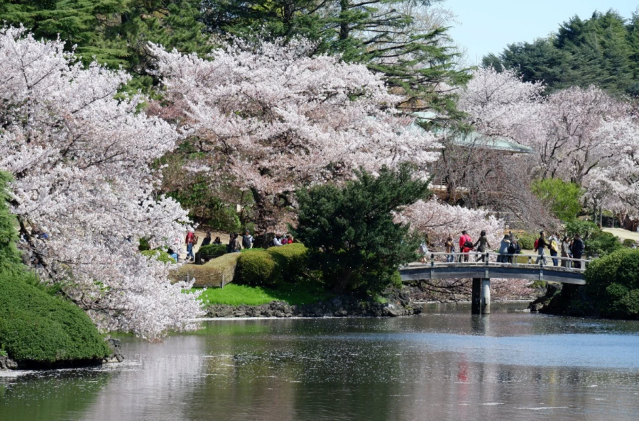 新宿御苑 入場チケット