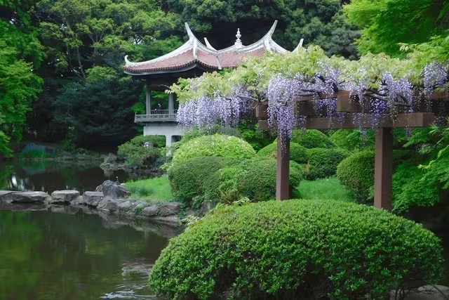 新宿御苑 入場チケット