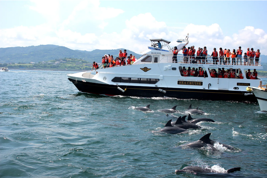 구마모토 출발: 아마쿠사 돌고래 워칭 투어