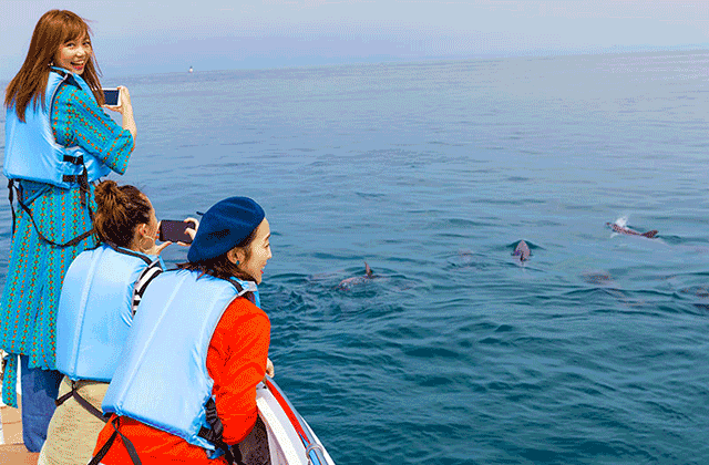 구마모토 출발: 아마쿠사 돌고래 워칭 투어