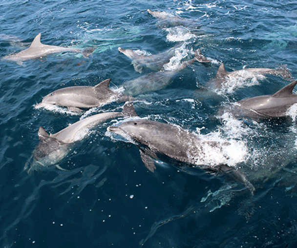 activity_detail_image