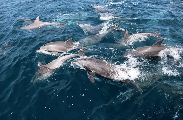 구마모토 출발: 아마쿠사 돌고래 워칭 투어