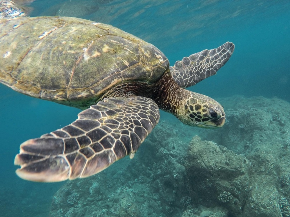 발리 출발 길리 스노클링 투어