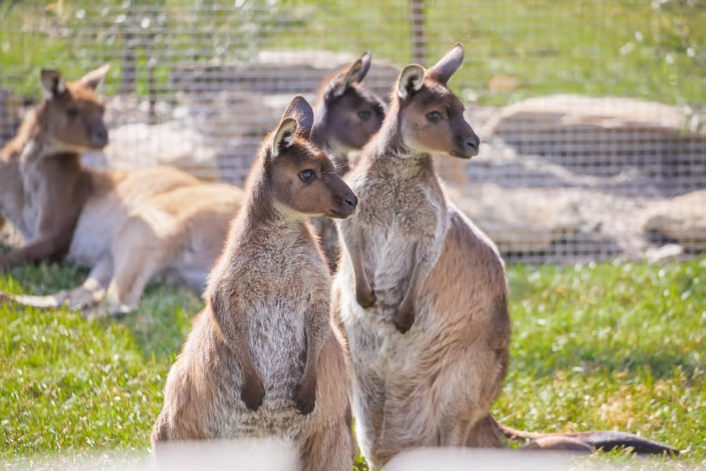 시드니 블루마운틴 하이라이트 시닉월드 & 시드니 동물원 일일 투어