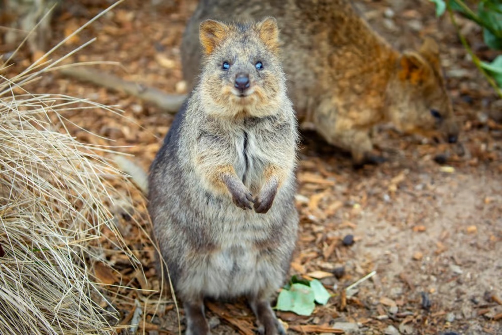 시드니 블루마운틴 하이라이트 시닉월드 & 시드니 동물원 일일 투어