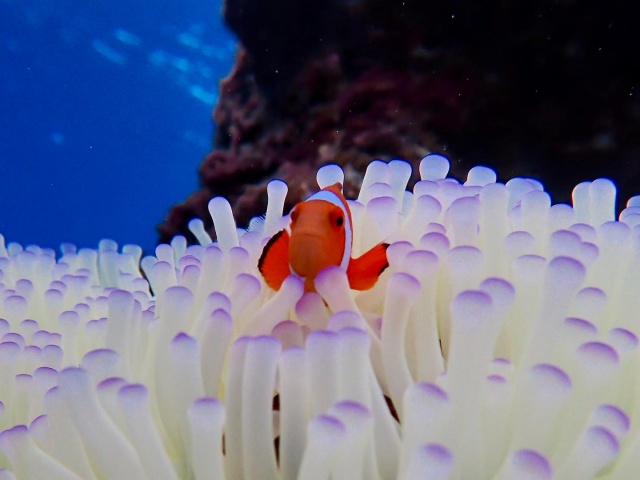 [프로모션] 미야코지마 야비지 보트 스노클링 투어