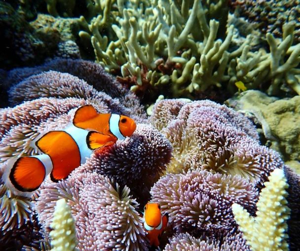 activity_detail_image