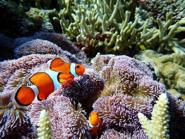 [프로모션] 미야코지마 야비지 보트 스노클링 투어