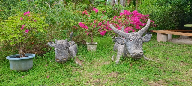 이시가키 물소 수레 다케토미섬&이리오모테섬 & 유부섬 일일 투어
