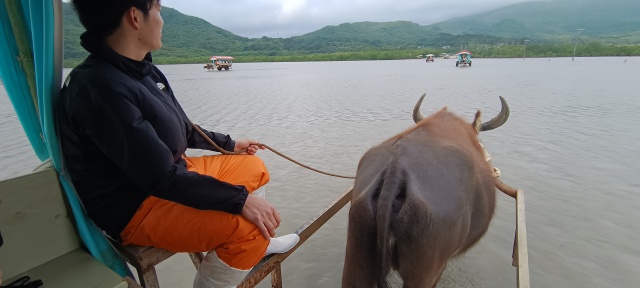 이시가키 물소 수레 다케토미섬&이리오모테섬 & 유부섬 일일 투어
