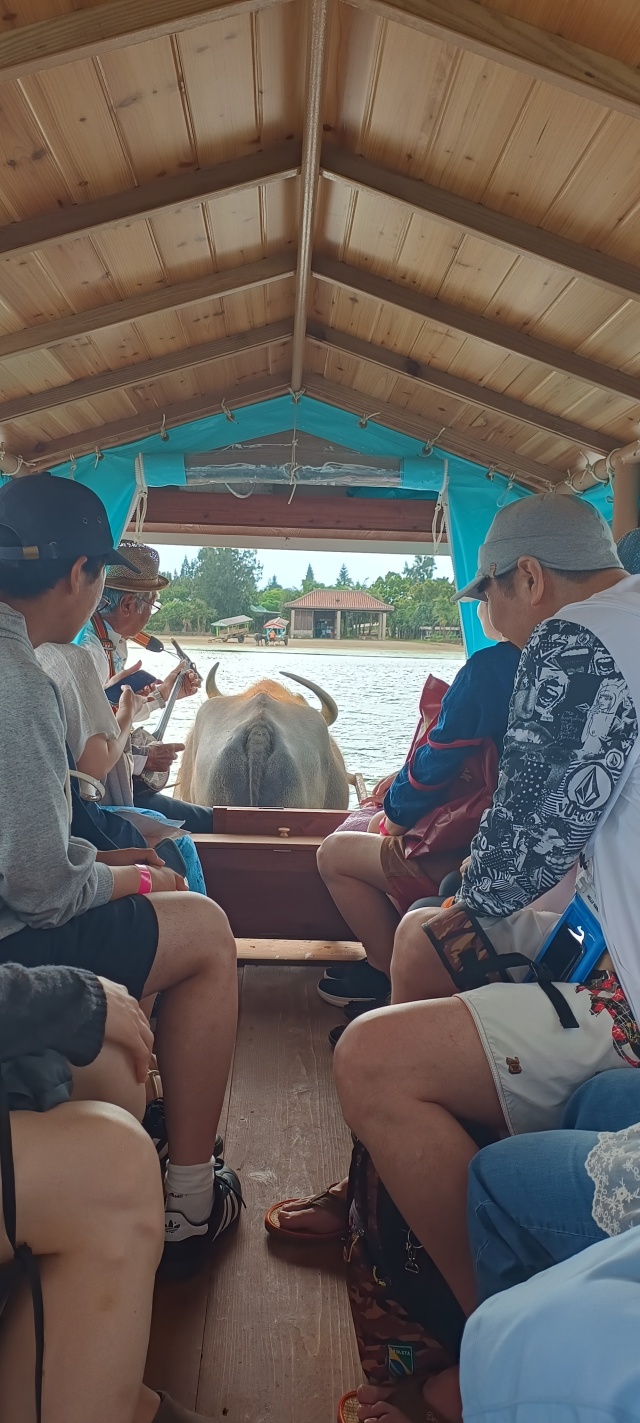 이시가키 물소 수레 다케토미섬&이리오모테섬 & 유부섬 일일 투어