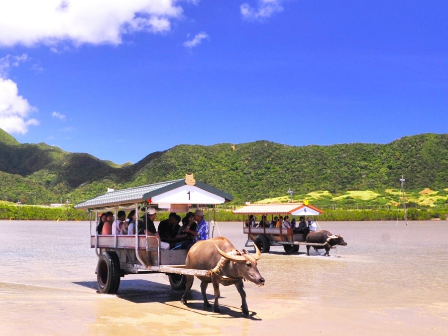 이시가키 물소 수레 다케토미섬&이리오모테섬 & 유부섬 일일 투어