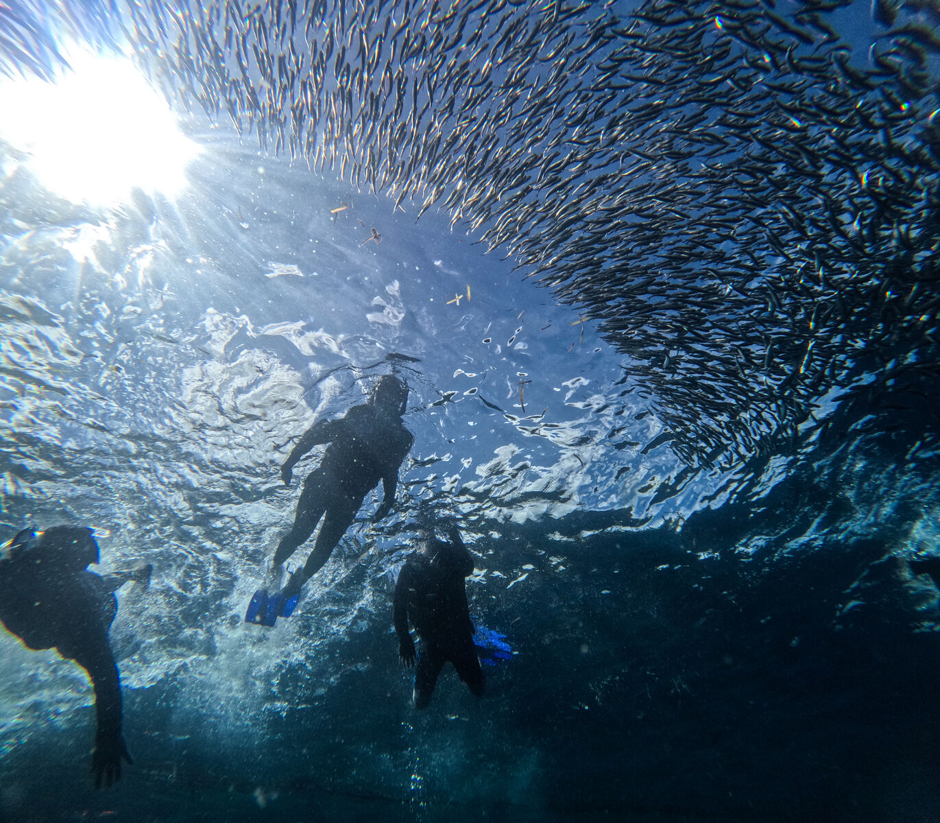[보홀트래블] 보홀 나팔링 & 히낙다난 스노클링 투어 (수중촬영, 단독투어, 전담가이드)