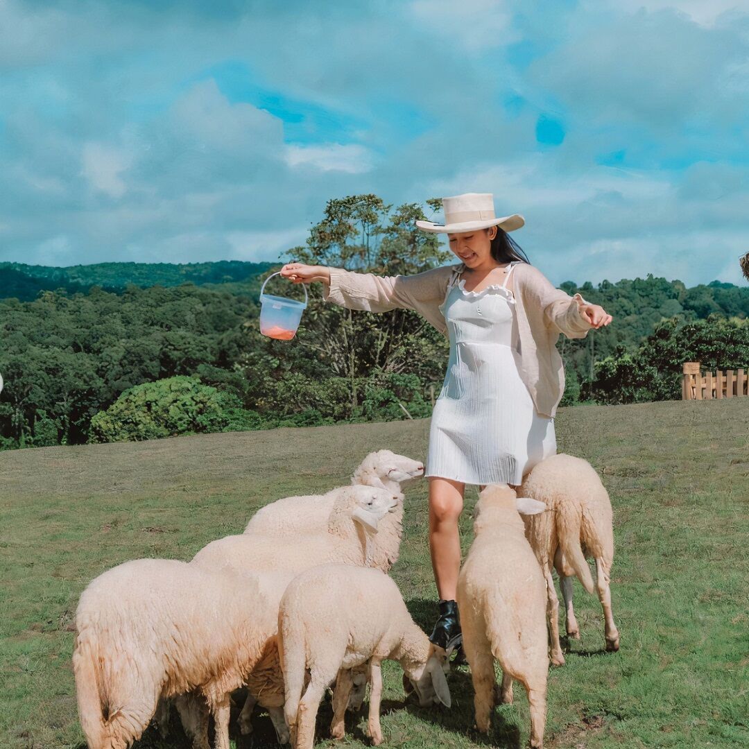 [독점할인] [영화같은 자연경관] 치앙마이 몬쨈 & 알파카 ＆ 플레르 카페 투어