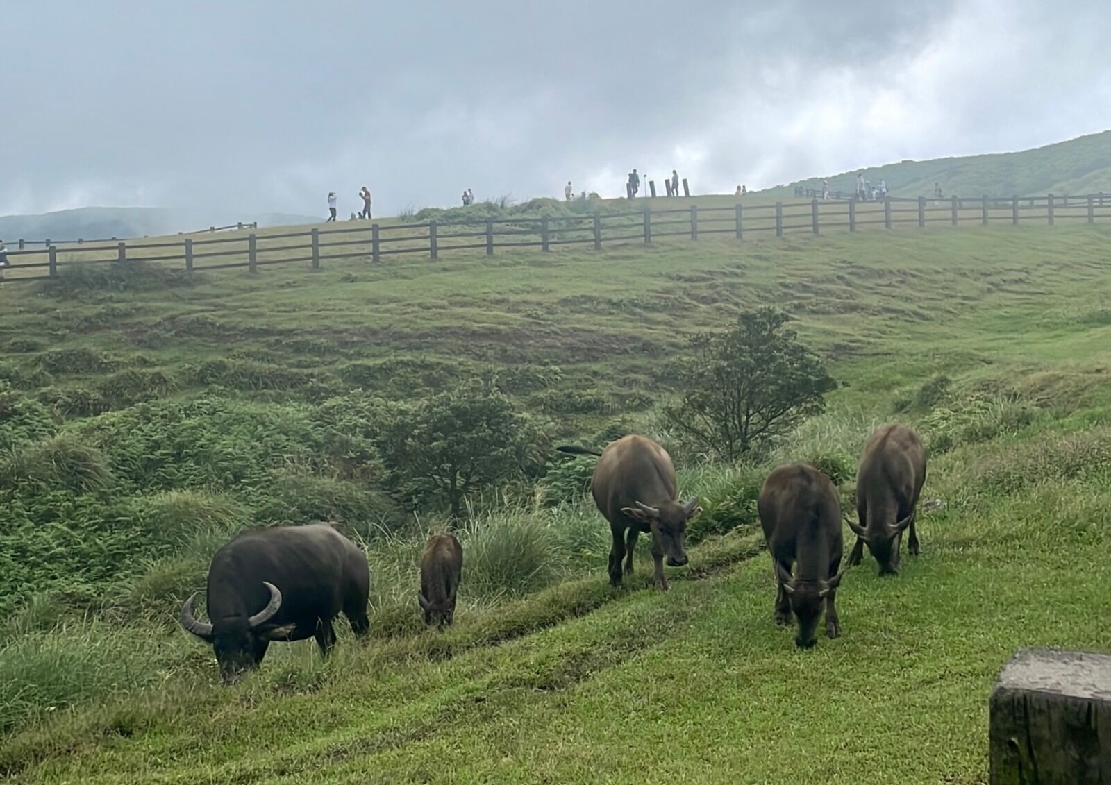 [독점할인] 대만 양명산 & 베이터우 일일 투어 (타이베이 출발, 조인/단독 투어 선택)