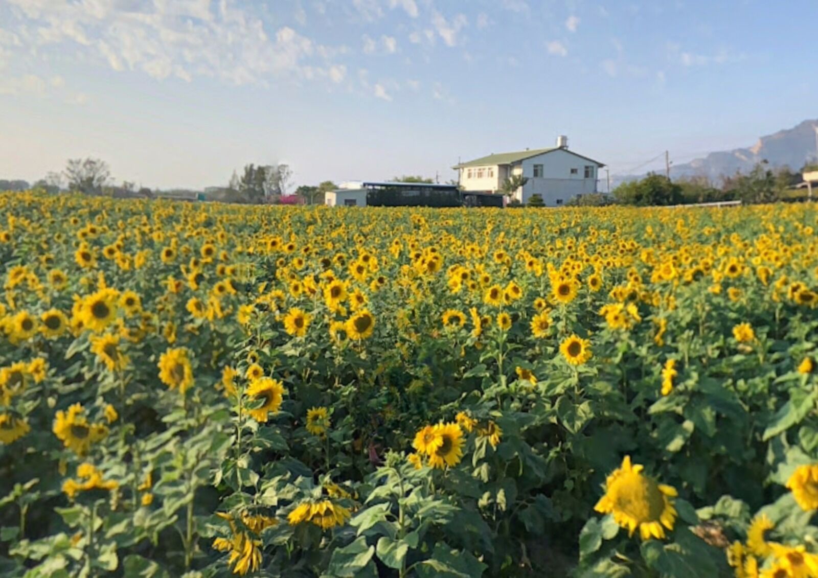 [독점할인] 타이베이 출발: 타이중 명소 일일 투어 (춘수당 버블티 증정) - WAUG Exclusive