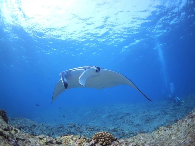【独占割引】石垣島マンタ遭遇ボートシュノーケリングツアー