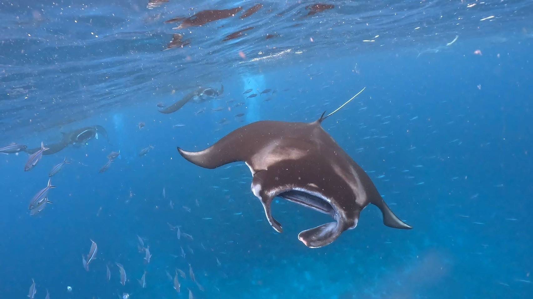 이시가키 만타 가오리 보트 투어 (스노클링/다이빙)