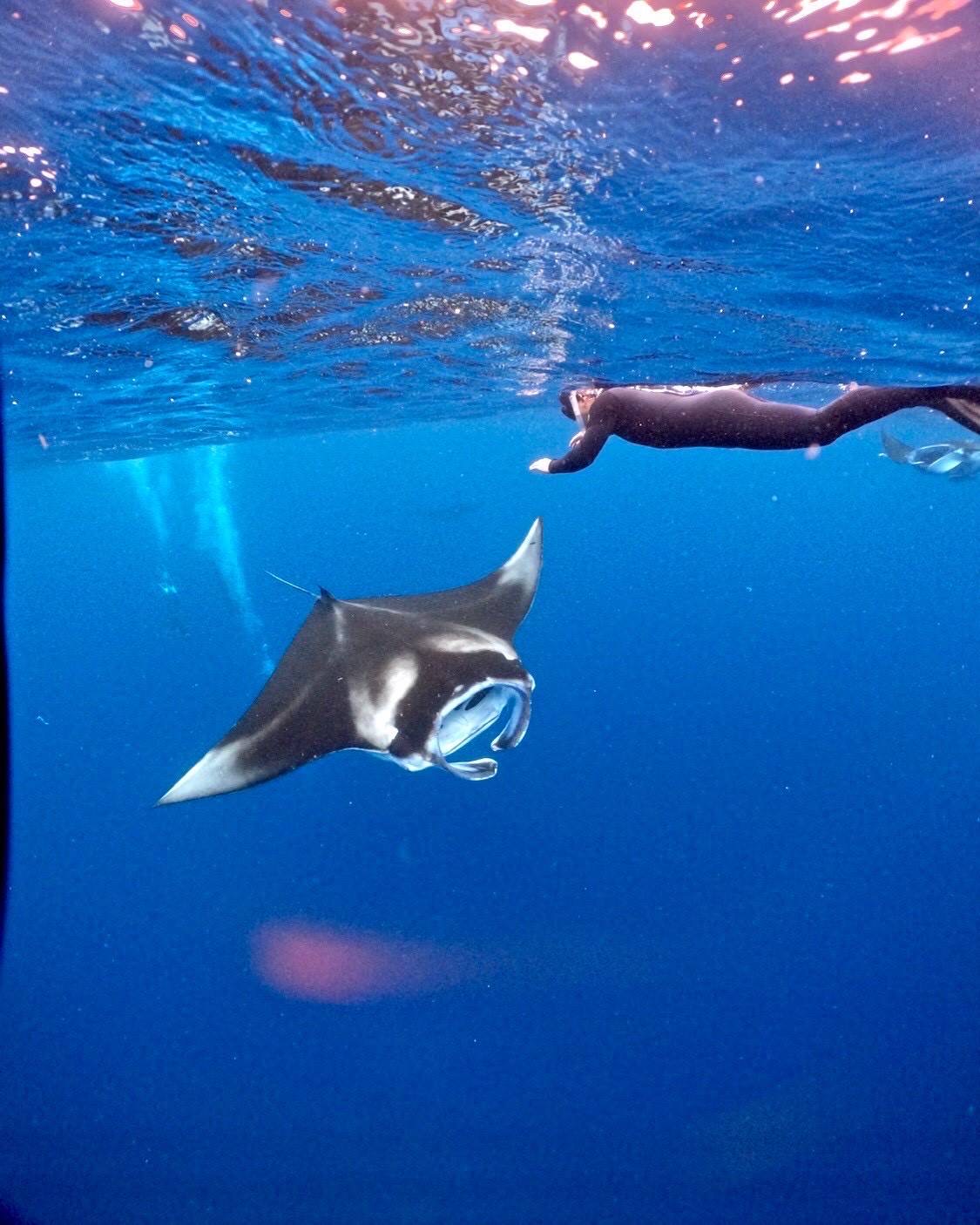 이시가키 만타 가오리 보트 투어 (스노클링/다이빙)