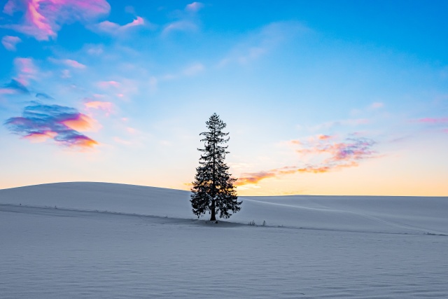 삿포로 출발: 비에이 인기 포토스팟 5곳 1일 투어