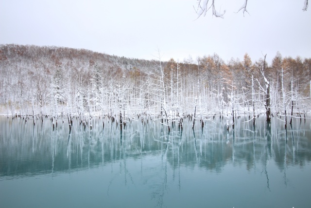 삿포로 출발: 비에이 인기 포토스팟 5곳 1일 투어