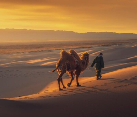 [노니투어] 몽골 미니 고비 사막 투어 : 모래언덕, 낙타 타기, 호수 관광을 한 번에!