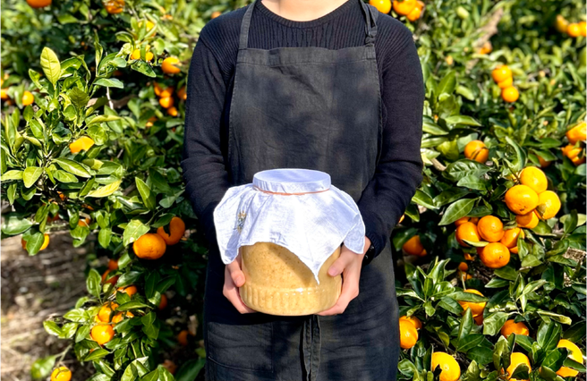 Jeju Tangerine Makgeolli Brewing One-Day Class