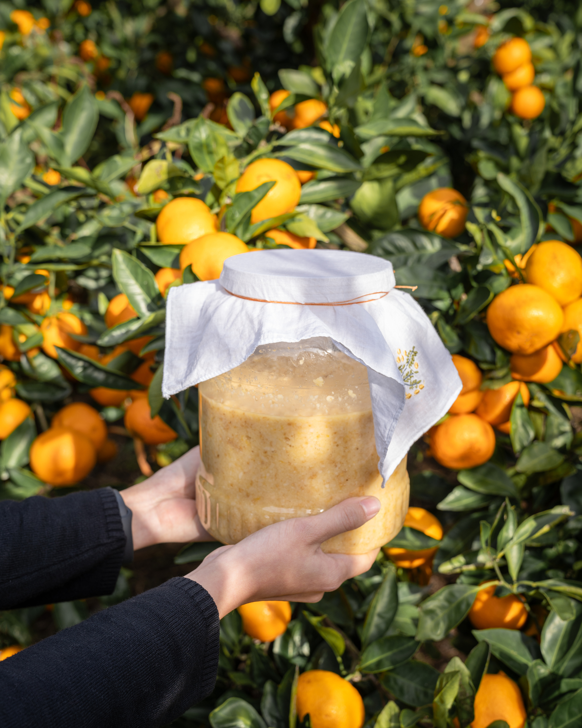 済州みかんマッコリ造りワンデークラス